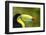 Central America, Costa Rica. Keel-Billed Toucan-Jaynes Gallery-Framed Photographic Print