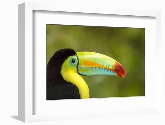 Central America, Costa Rica. Keel-Billed Toucan-Jaynes Gallery-Framed Photographic Print