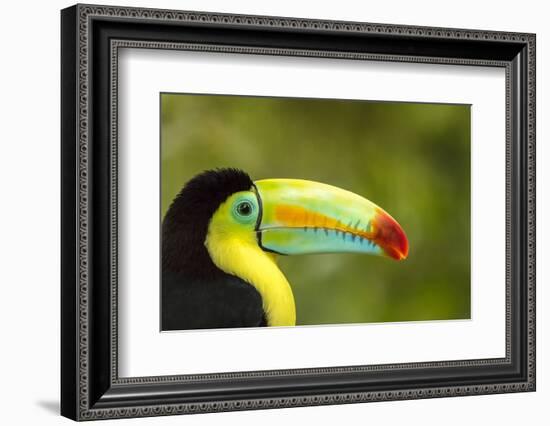 Central America, Costa Rica. Keel-Billed Toucan-Jaynes Gallery-Framed Photographic Print