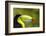 Central America, Costa Rica. Keel-Billed Toucan-Jaynes Gallery-Framed Photographic Print