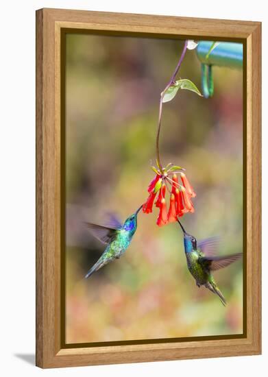 Central America, Costa Rica. Male hummingbirds feeding.-Jaynes Gallery-Framed Premier Image Canvas