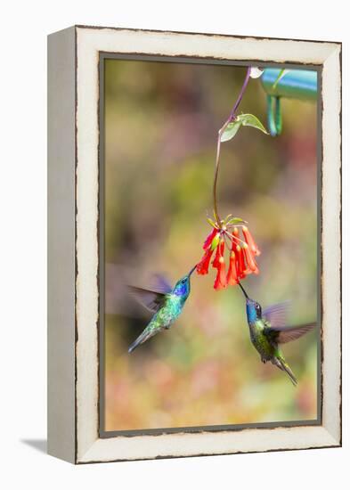 Central America, Costa Rica. Male hummingbirds feeding.-Jaynes Gallery-Framed Premier Image Canvas