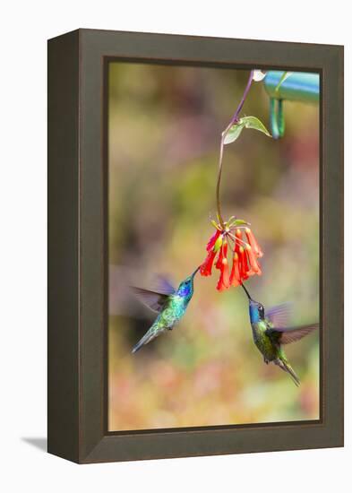 Central America, Costa Rica. Male hummingbirds feeding.-Jaynes Gallery-Framed Premier Image Canvas