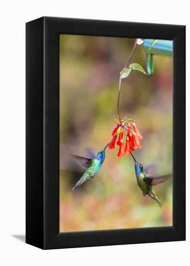 Central America, Costa Rica. Male hummingbirds feeding.-Jaynes Gallery-Framed Premier Image Canvas