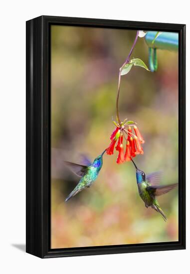 Central America, Costa Rica. Male hummingbirds feeding.-Jaynes Gallery-Framed Premier Image Canvas