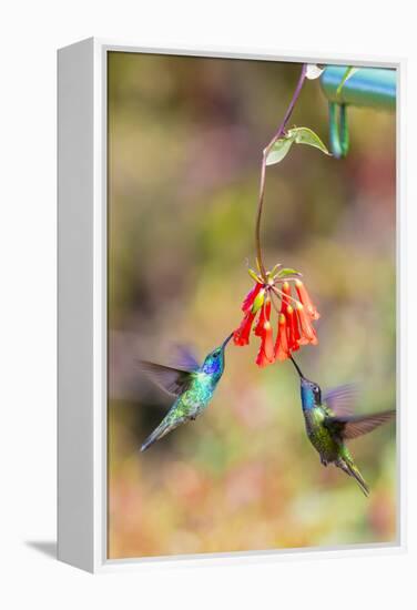 Central America, Costa Rica. Male hummingbirds feeding.-Jaynes Gallery-Framed Premier Image Canvas