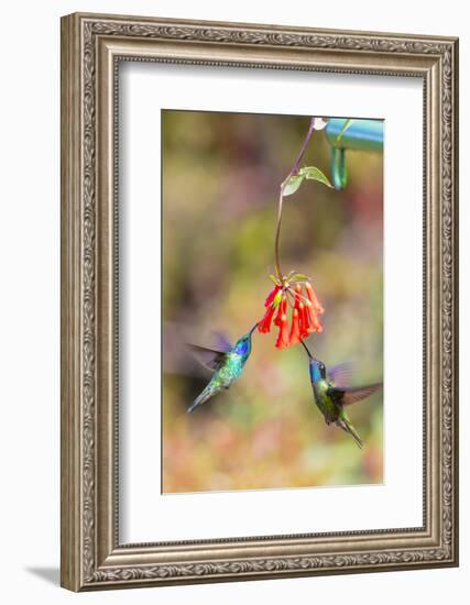 Central America, Costa Rica. Male hummingbirds feeding.-Jaynes Gallery-Framed Photographic Print