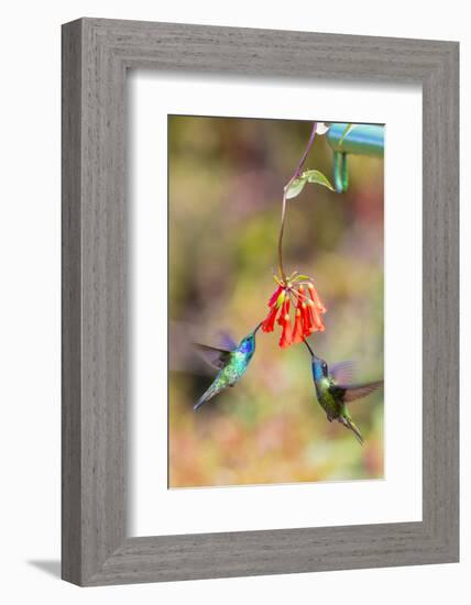 Central America, Costa Rica. Male hummingbirds feeding.-Jaynes Gallery-Framed Photographic Print