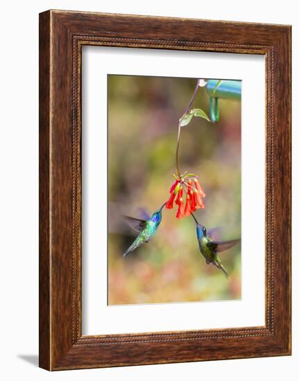 Central America, Costa Rica. Male hummingbirds feeding.-Jaynes Gallery-Framed Photographic Print