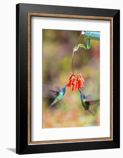 Central America, Costa Rica. Male hummingbirds feeding.-Jaynes Gallery-Framed Photographic Print