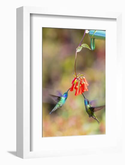 Central America, Costa Rica. Male hummingbirds feeding.-Jaynes Gallery-Framed Photographic Print