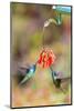 Central America, Costa Rica. Male hummingbirds feeding.-Jaynes Gallery-Mounted Photographic Print