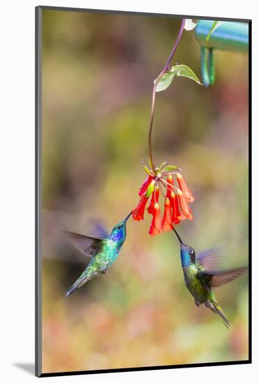 Central America, Costa Rica. Male hummingbirds feeding.-Jaynes Gallery-Mounted Photographic Print