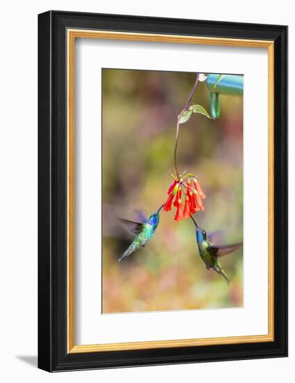 Central America, Costa Rica. Male hummingbirds feeding.-Jaynes Gallery-Framed Photographic Print