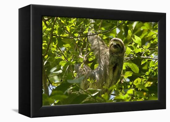 Central America, Costa Rica. Male Juvenile Three Toed Sloth in Tree-Jaynes Gallery-Framed Premier Image Canvas