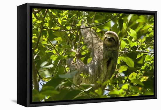 Central America, Costa Rica. Male Juvenile Three Toed Sloth in Tree-Jaynes Gallery-Framed Premier Image Canvas
