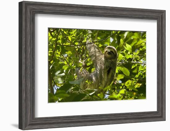 Central America, Costa Rica. Male Juvenile Three Toed Sloth in Tree-Jaynes Gallery-Framed Photographic Print