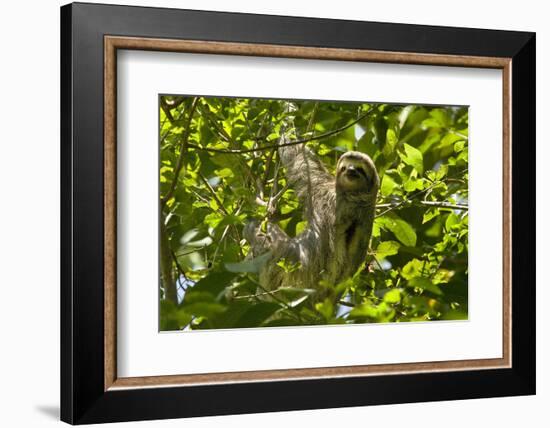 Central America, Costa Rica. Male Juvenile Three Toed Sloth in Tree-Jaynes Gallery-Framed Photographic Print