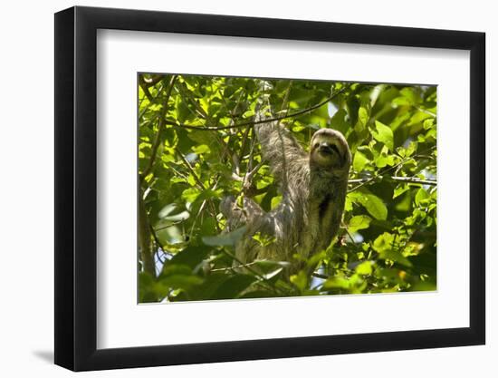 Central America, Costa Rica. Male Juvenile Three Toed Sloth in Tree-Jaynes Gallery-Framed Photographic Print