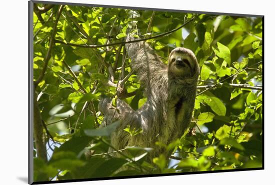 Central America, Costa Rica. Male Juvenile Three Toed Sloth in Tree-Jaynes Gallery-Mounted Photographic Print