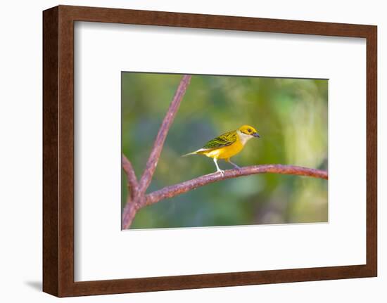 Central America, Costa Rica. Male silver-throated tanager in tree.-Jaynes Gallery-Framed Photographic Print