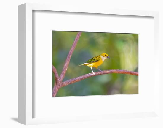 Central America, Costa Rica. Male silver-throated tanager in tree.-Jaynes Gallery-Framed Photographic Print