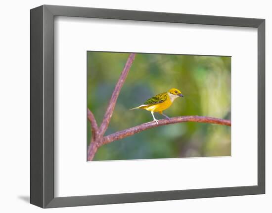 Central America, Costa Rica. Male silver-throated tanager in tree.-Jaynes Gallery-Framed Photographic Print