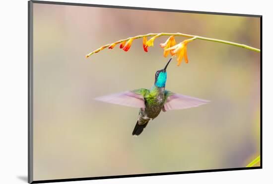 Central America, Costa Rica. Male talamanca hummingbird feeding.-Jaynes Gallery-Mounted Photographic Print