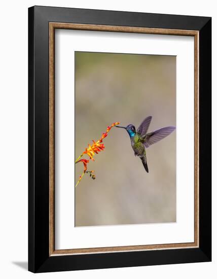 Central America, Costa Rica. Male talamanca hummingbird feeding.-Jaynes Gallery-Framed Photographic Print