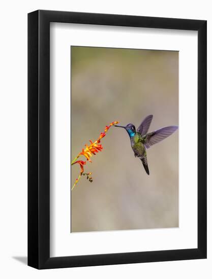 Central America, Costa Rica. Male talamanca hummingbird feeding.-Jaynes Gallery-Framed Photographic Print