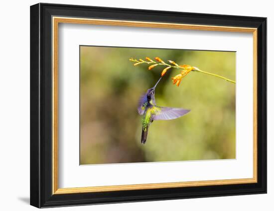 Central America, Costa Rica. Male talamanca hummingbird feeding.-Jaynes Gallery-Framed Photographic Print