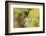 Central America, Costa Rica. Male talamanca hummingbird feeding.-Jaynes Gallery-Framed Photographic Print