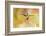 Central America, Costa Rica. Male talamanca hummingbird.-Jaynes Gallery-Framed Photographic Print