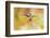 Central America, Costa Rica. Male talamanca hummingbird.-Jaynes Gallery-Framed Photographic Print