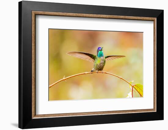 Central America, Costa Rica. Male talamanca hummingbird.-Jaynes Gallery-Framed Photographic Print