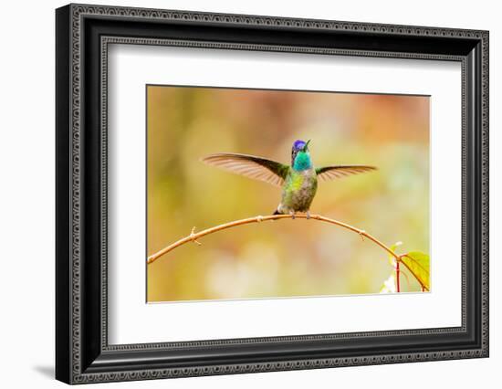 Central America, Costa Rica. Male talamanca hummingbird.-Jaynes Gallery-Framed Photographic Print