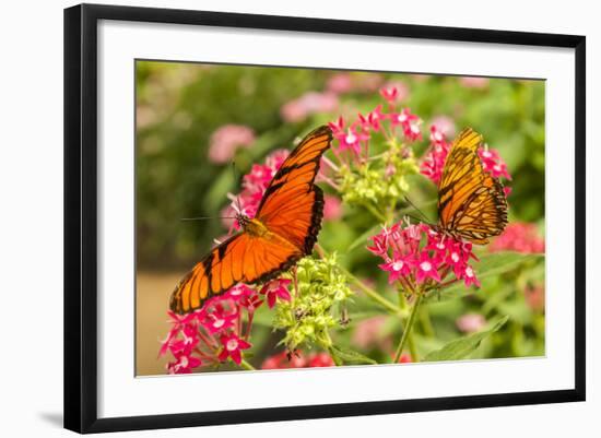 Central America, Costa Rica, Monteverde Cloud Forest Biological Reserve. Butterflies on Flower-Jaynes Gallery-Framed Photographic Print