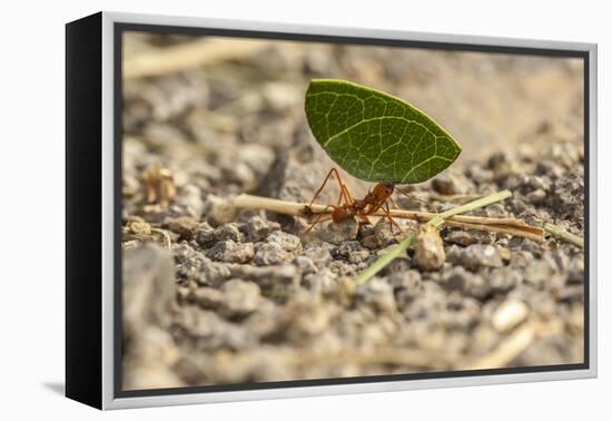 Central America, Costa Rica, Monteverde Cloud Forest Biological Reserve-Jaynes Gallery-Framed Premier Image Canvas