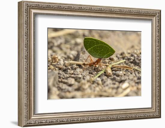 Central America, Costa Rica, Monteverde Cloud Forest Biological Reserve-Jaynes Gallery-Framed Photographic Print