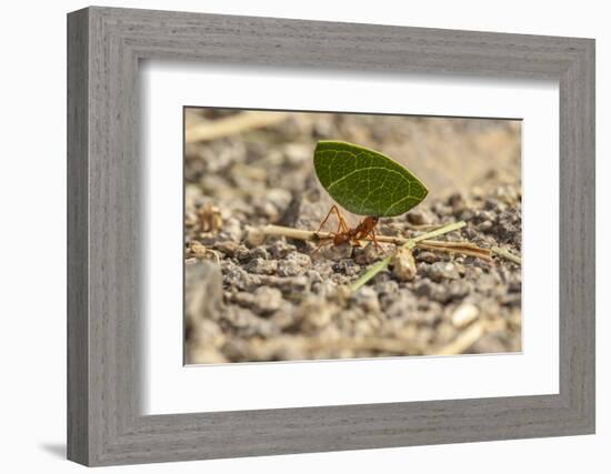 Central America, Costa Rica, Monteverde Cloud Forest Biological Reserve-Jaynes Gallery-Framed Photographic Print