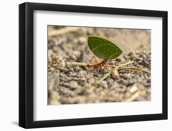 Central America, Costa Rica, Monteverde Cloud Forest Biological Reserve-Jaynes Gallery-Framed Photographic Print