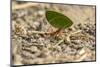 Central America, Costa Rica, Monteverde Cloud Forest Biological Reserve-Jaynes Gallery-Mounted Photographic Print