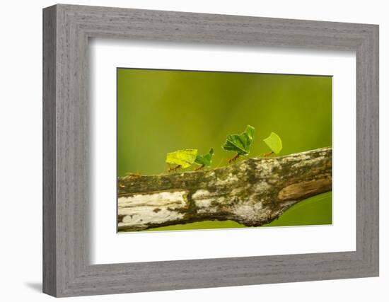 Central America, Costa Rica, Monteverde Cloud Forest Biological Reserve-Jaynes Gallery-Framed Photographic Print