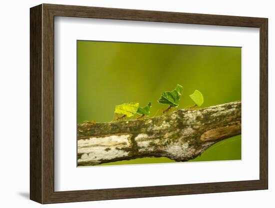 Central America, Costa Rica, Monteverde Cloud Forest Biological Reserve-Jaynes Gallery-Framed Photographic Print