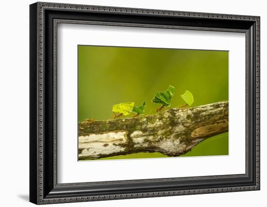 Central America, Costa Rica, Monteverde Cloud Forest Biological Reserve-Jaynes Gallery-Framed Photographic Print