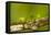 Central America, Costa Rica, Monteverde Cloud Forest Biological Reserve-Jaynes Gallery-Framed Premier Image Canvas