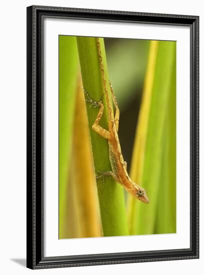 Central America, Costa Rica. Pacific Anole Lizard on Plant-Jaynes Gallery-Framed Photographic Print