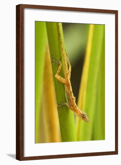 Central America, Costa Rica. Pacific Anole Lizard on Plant-Jaynes Gallery-Framed Photographic Print