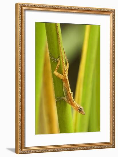 Central America, Costa Rica. Pacific Anole Lizard on Plant-Jaynes Gallery-Framed Photographic Print