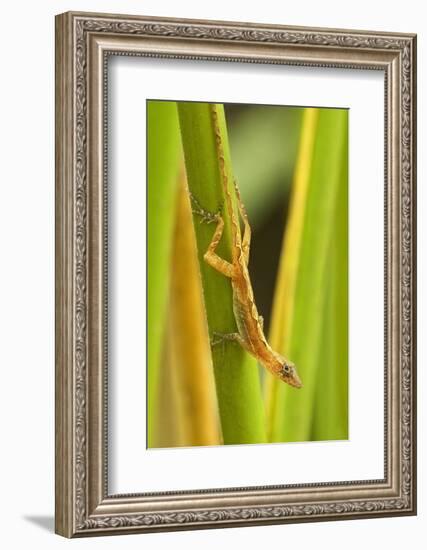 Central America, Costa Rica. Pacific Anole Lizard on Plant-Jaynes Gallery-Framed Photographic Print